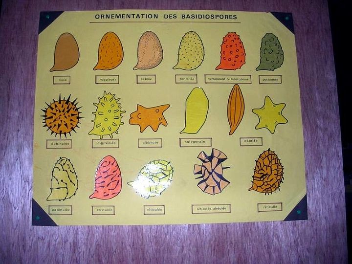 Expo champignons a St Leger 22